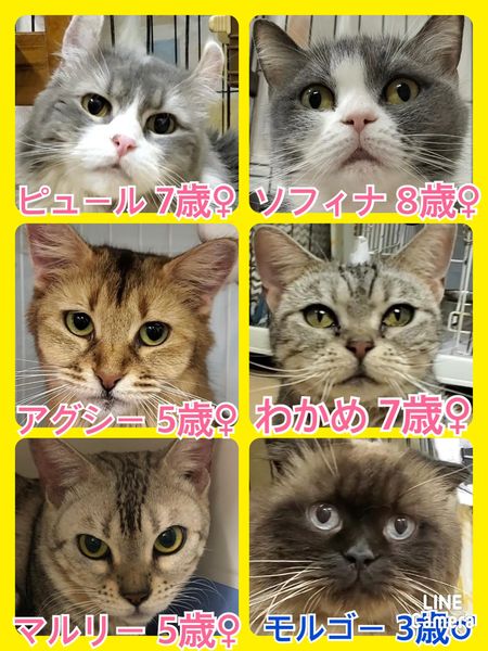 🐾今日の里親様募集中ニャンコ🐱メンバーです🐾2022,5,9【保護犬カフェ天神橋店】